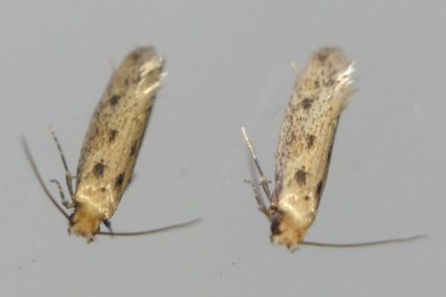 Anomalotinea liguriella